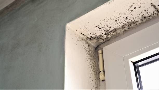 Best Biohazard Mold Removal  in Winston Salem, NC
