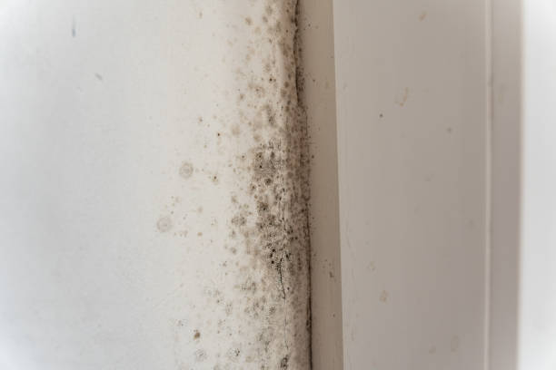 Winston Salem, NC Mold Removal Company